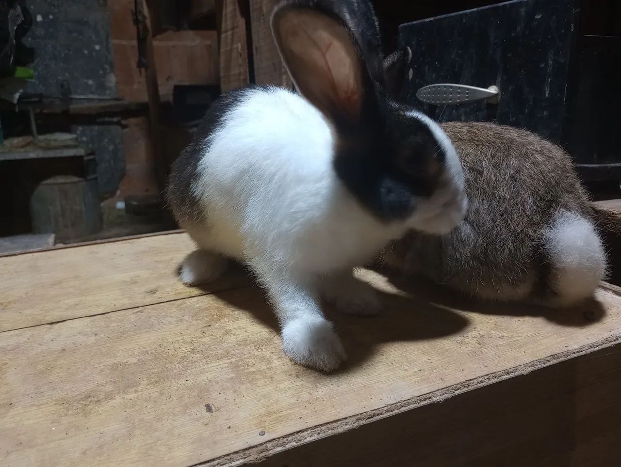 Vende -se Coelhos filhotes e adultos. - Foto 5