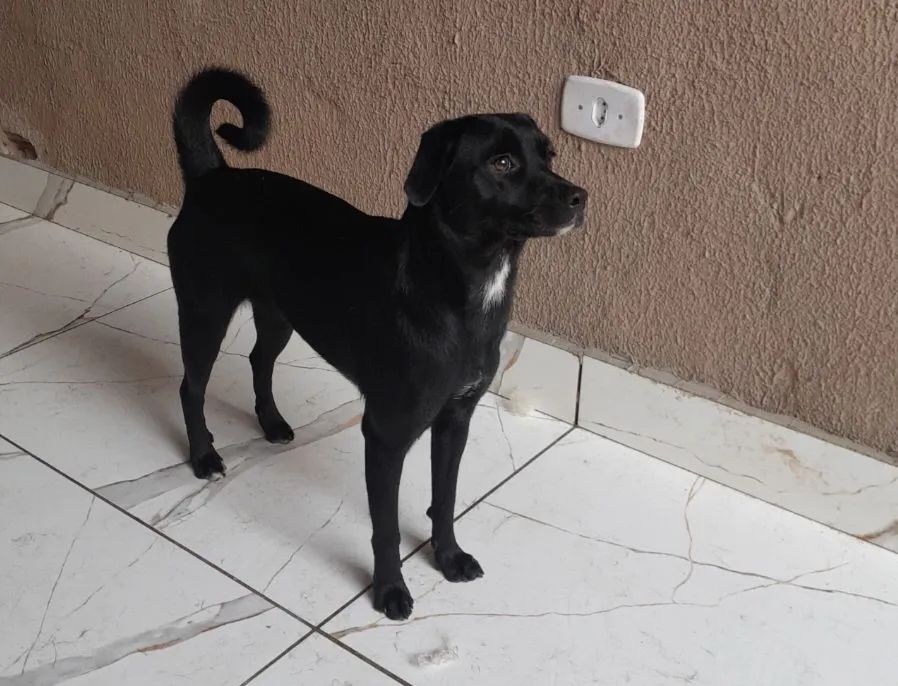 Doação responsável  - Foto 3