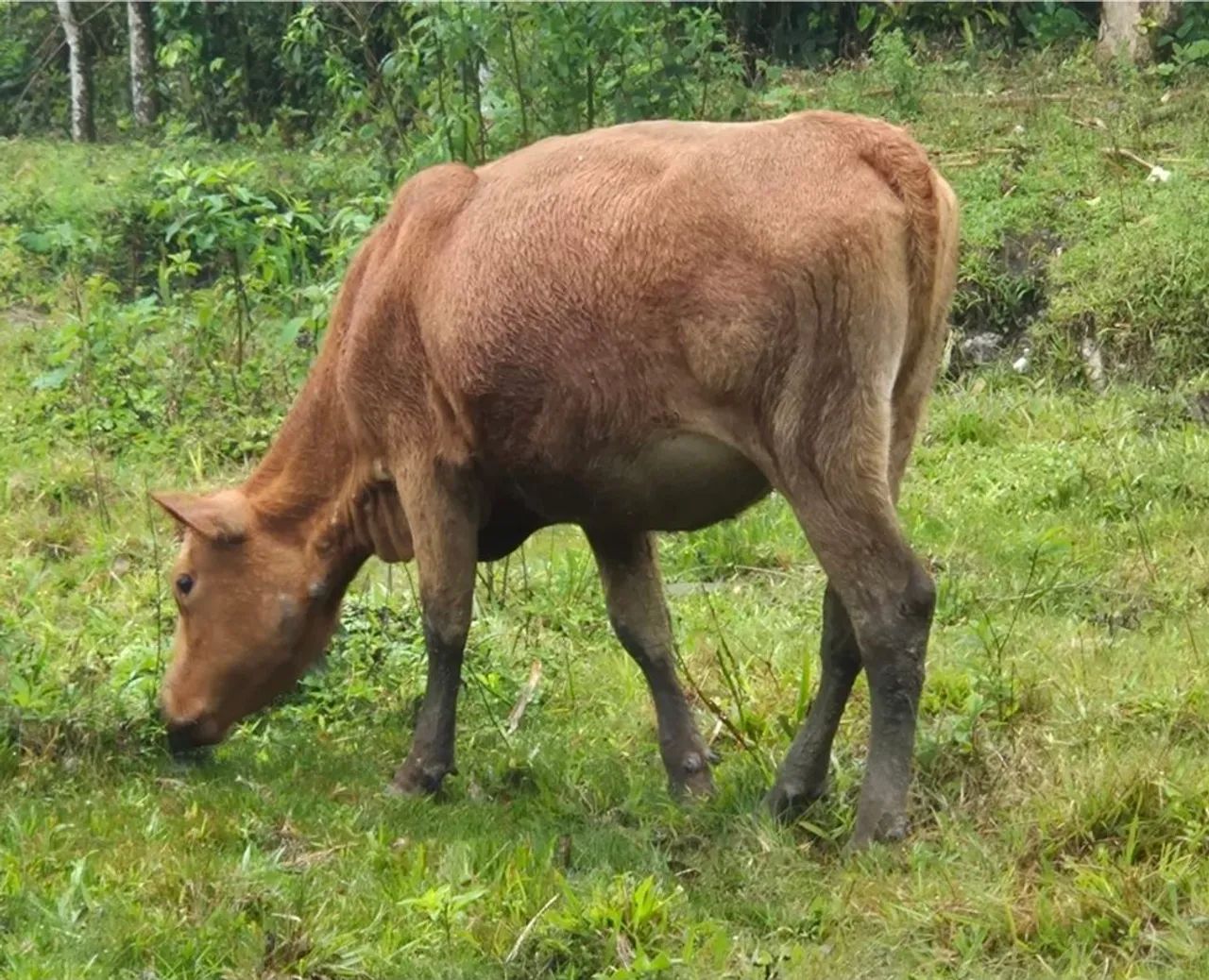 Gado Angus e gado Jersey - Foto 2