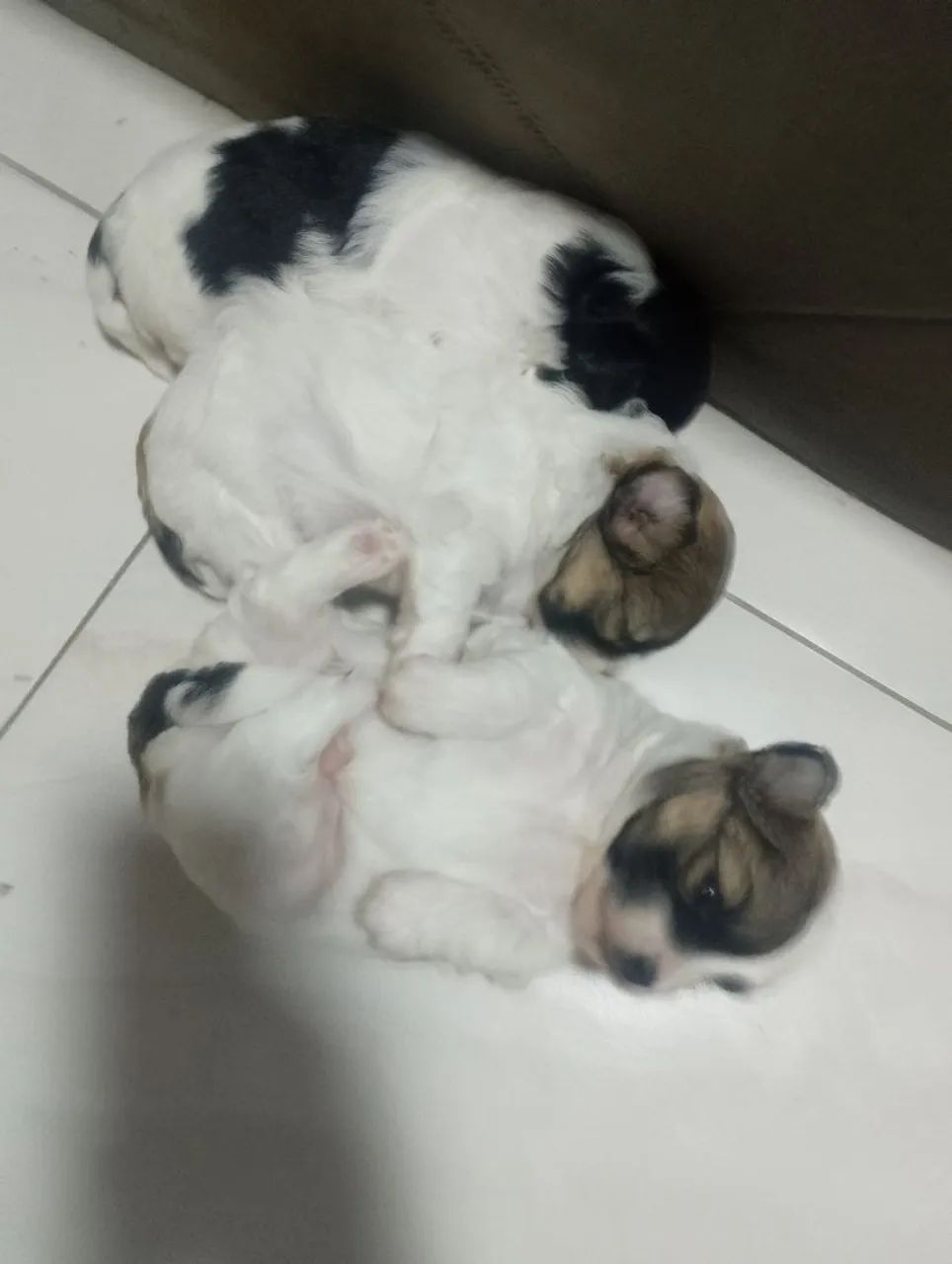 Cachorro shih Tzu - Foto 2