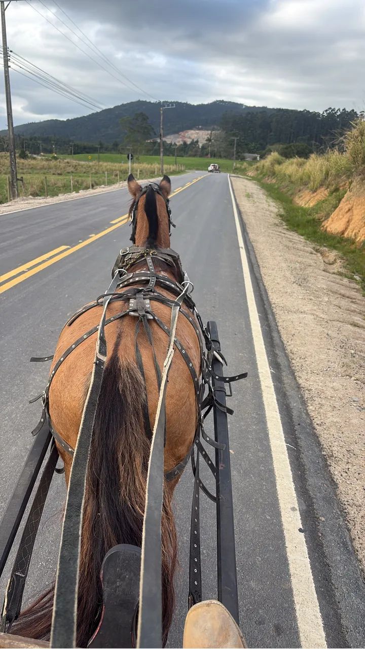 Carroça com cavalo criolo.  - Foto 3