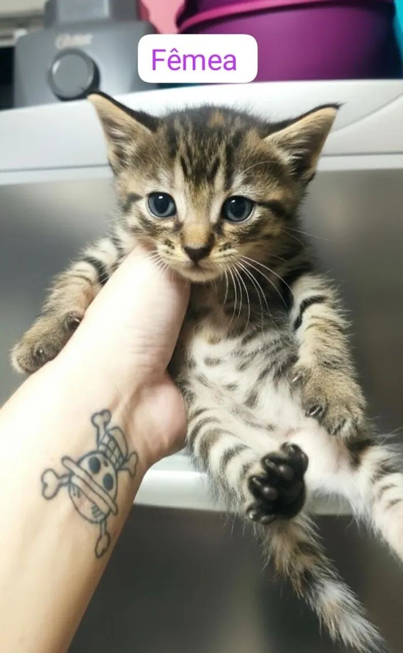 Gatos doação  - Foto 2