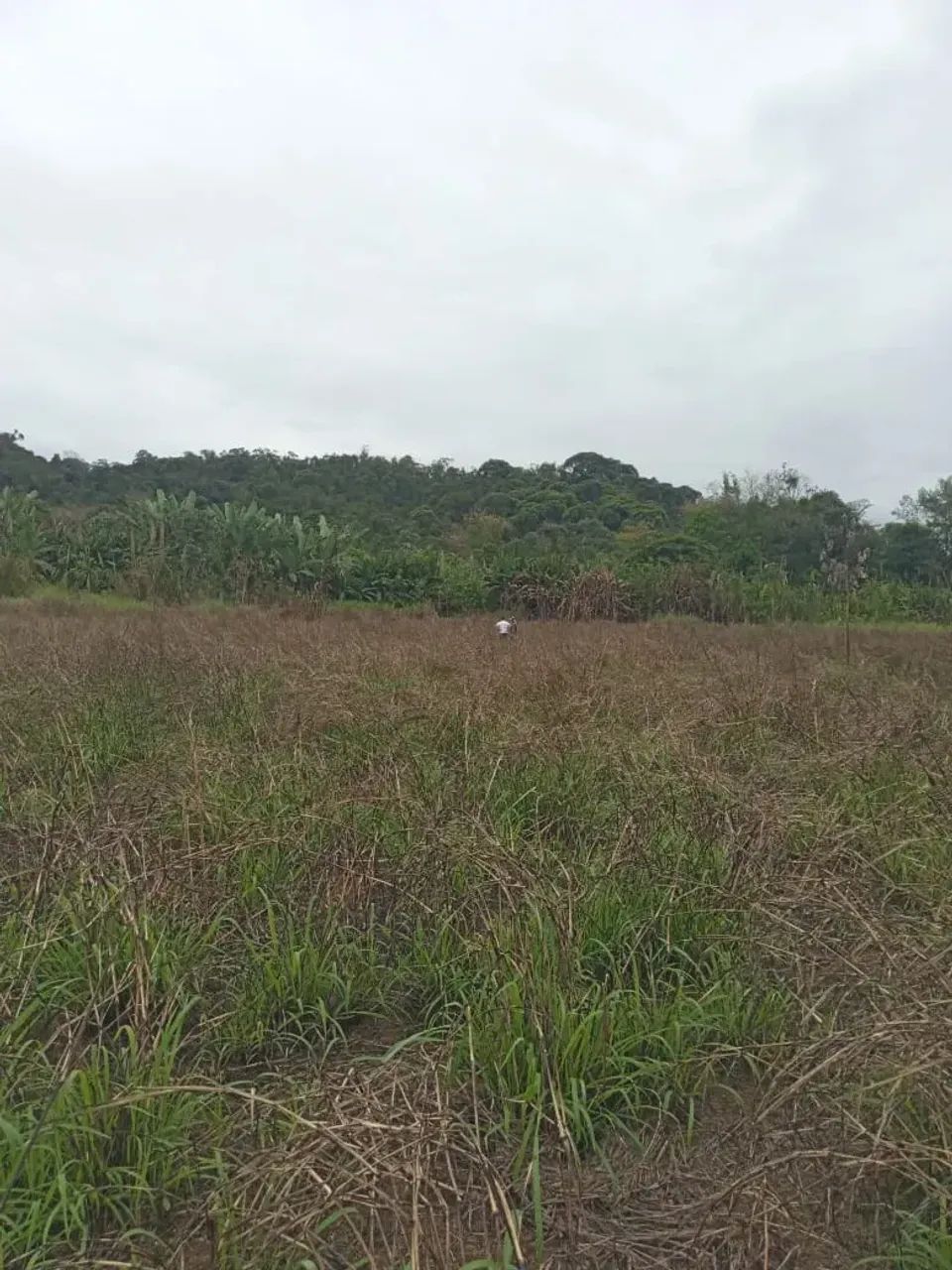 Sítio com 28 alqueires em Potinga - Guaraqueçaba - Foto 3