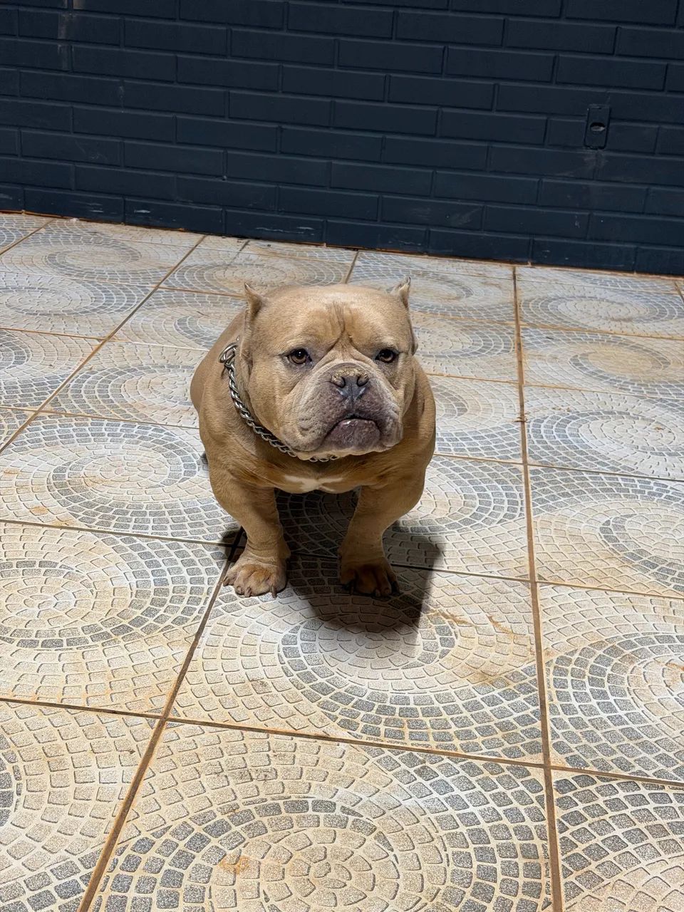 Cão American Bully - Foto 3