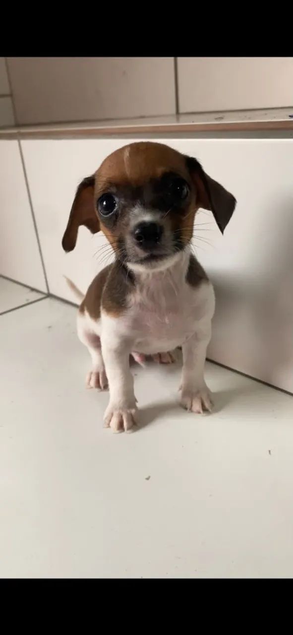 Vendo Pincher N 1 - Foto 3