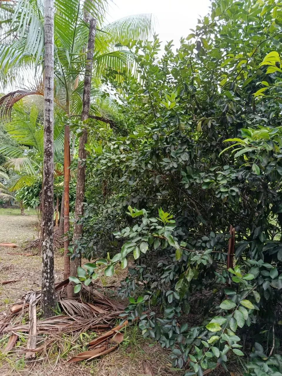 Fazenda em Magalhães Barata - Foto 5