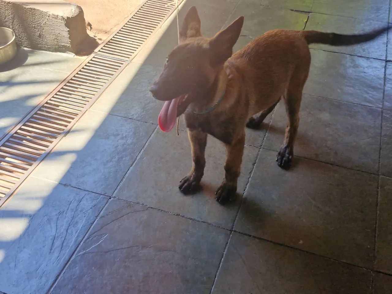 Pastor Malinois - Foto 4