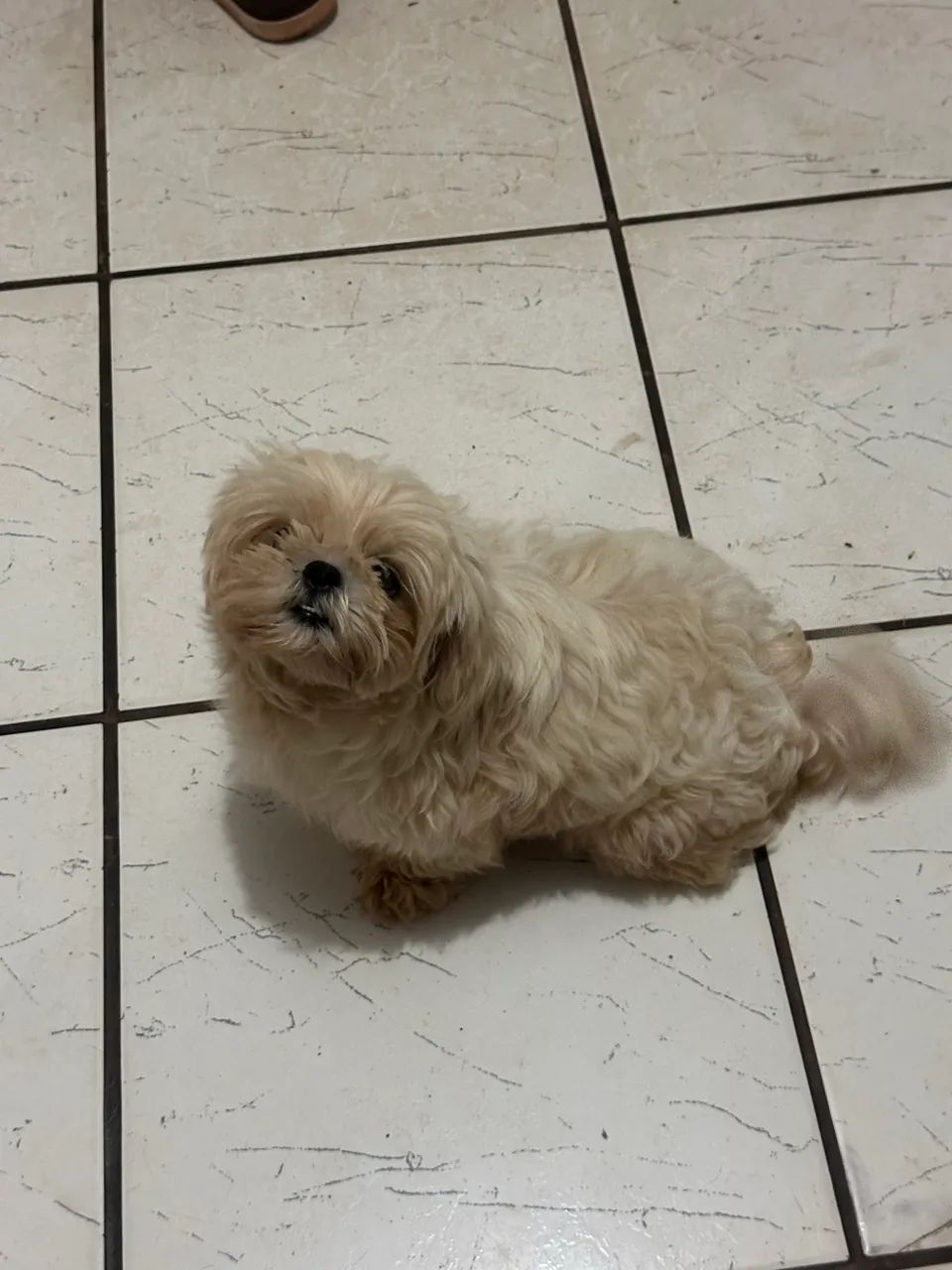 Shih tzu - Foto 5