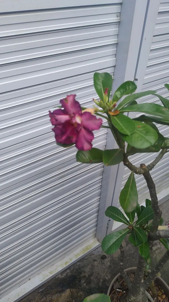 Rosa do deserto dobrada - rocha - Foto 2