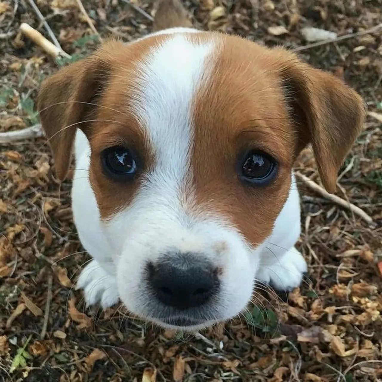 Jack Russel Macho e Fêmea  - Foto 3