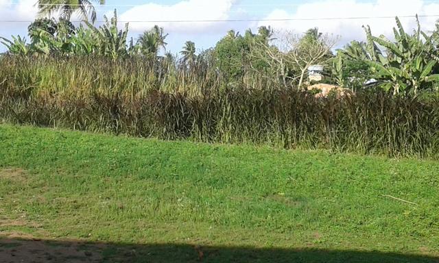 Belíssimo sitio em Vitória de Santo Antão - Foto 4