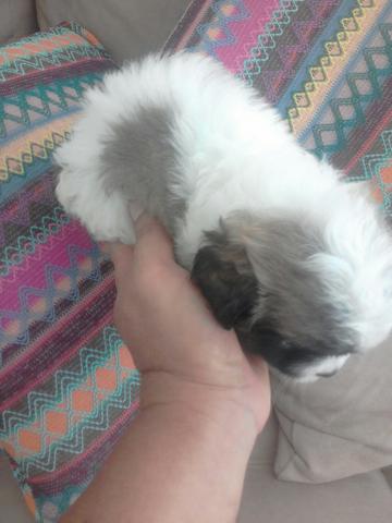 Mini shitzu ou lhasa apso?lhasa apso certamente puro mas identico ao shitzu