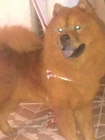 Chow Chow pra cruzar