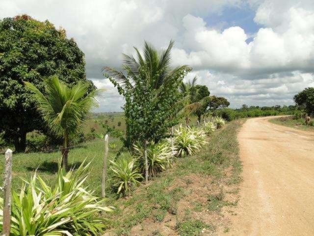 Maravilhosa oportunidade fazenda em maragogipe 120ta - Foto 19