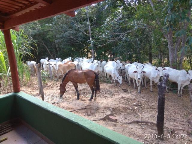 Fazenda com 25 alqueires com casa sede casa de caseiro Niquelândia goiás - Foto 19