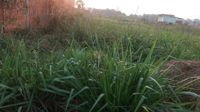 Vendo este terreno no vila acre - Foto 2