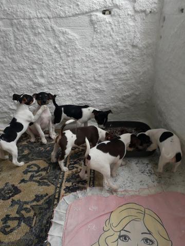 Pinscher Malhadinhos a Preferencia do Momento - Foto 6