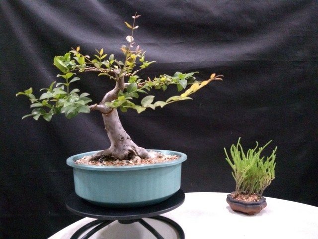 Pre bonsai jaboticabeira caipirinha 