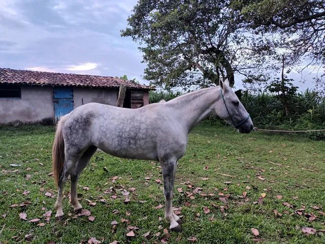 Égua de Picado natural 