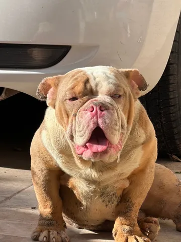 Bulldog ingles preto  +24 anúncios na OLX Brasil