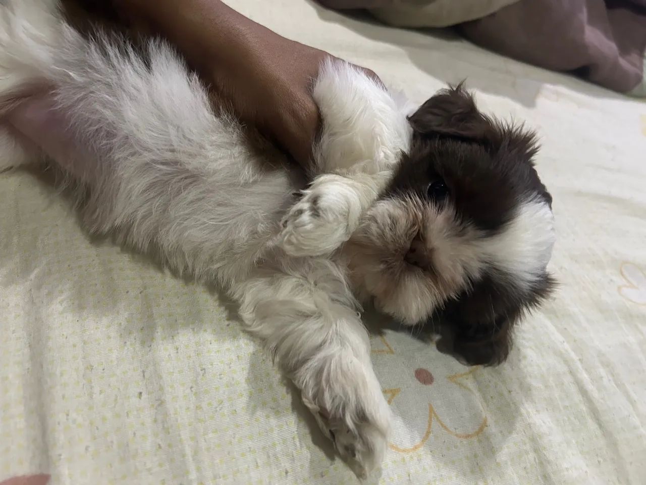 Filhote Shih Tzu lindo e dócil