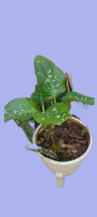 Planta em vaso de cerâmica branco