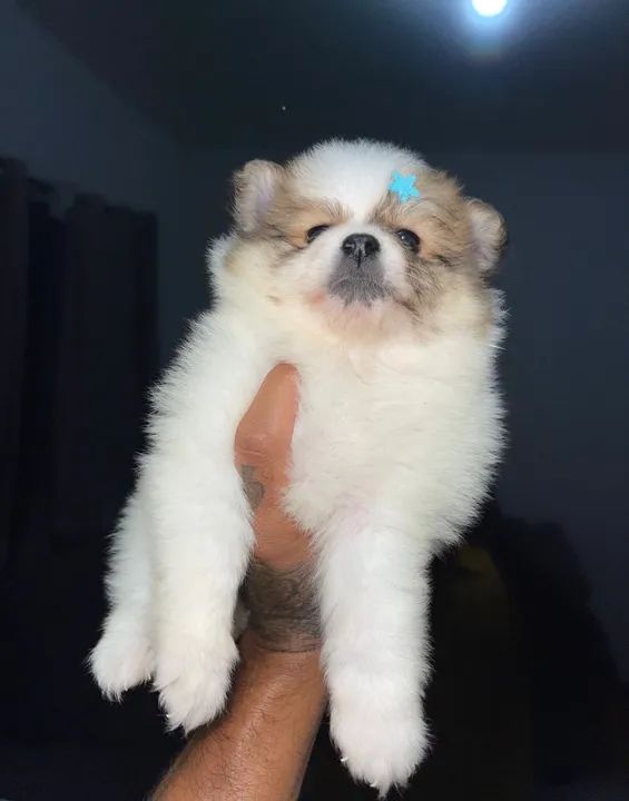 Spitz alemão anão  - Foto 4
