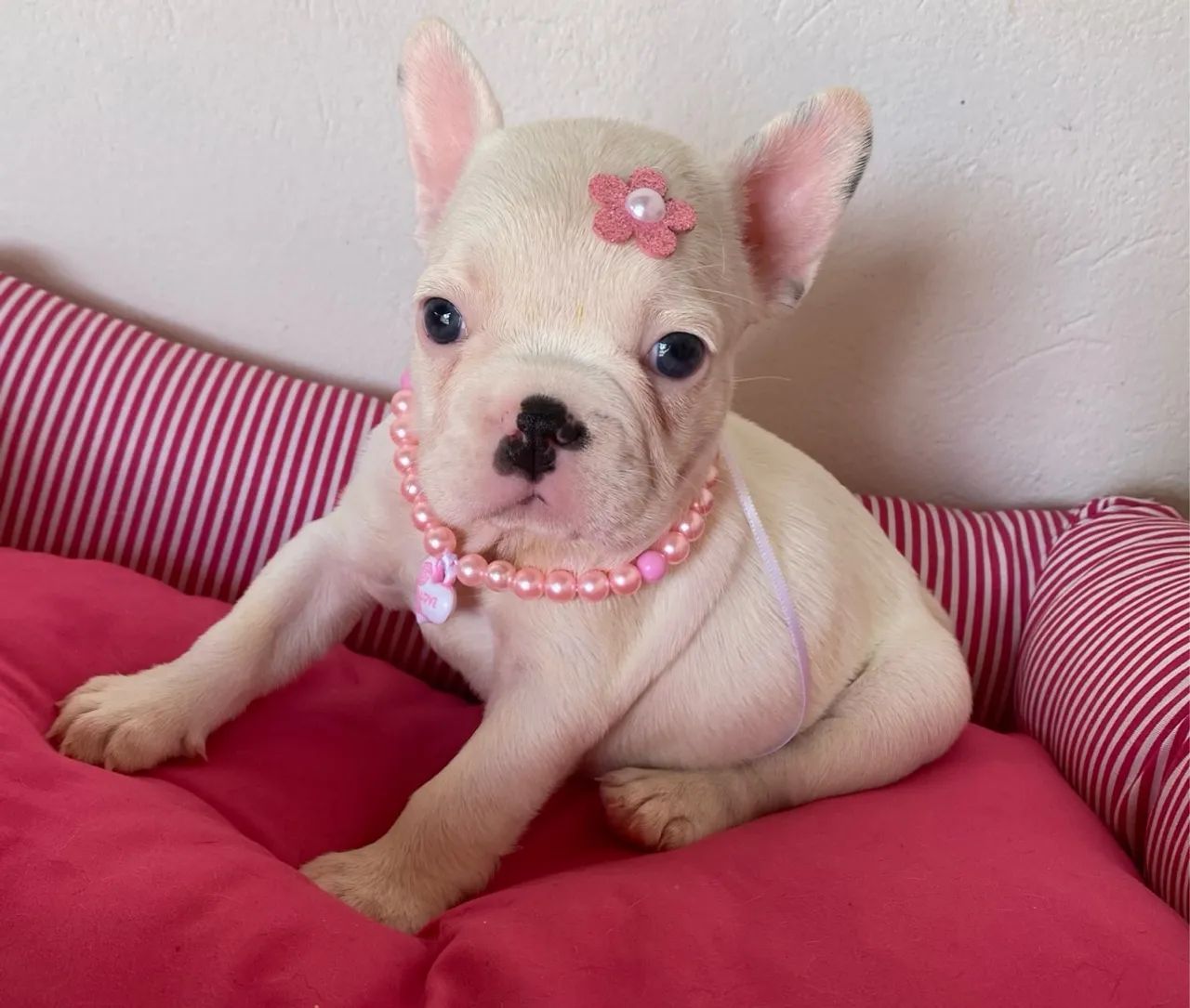 Buldogue francês fêmea  - Foto 4