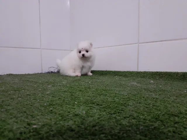 =) + Spitz Alemão Filhotes =) - Foto 2