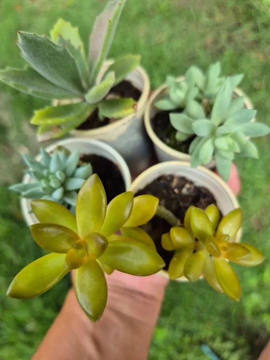 Mudas de suculentas  - Foto 3
