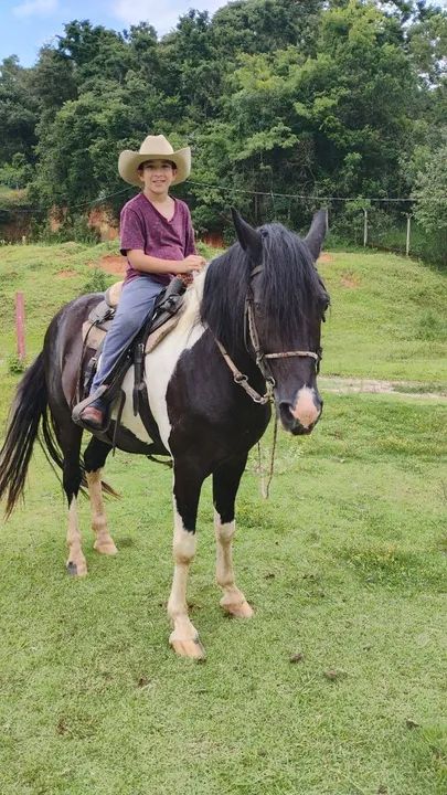 Cavalo Mangalarga pampa de preto  - Foto 3