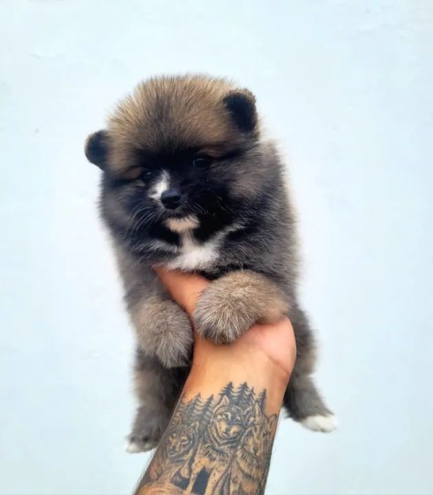 Sptiz Alemão Macho - lulu da pomerânia - pedigree CBKC - 10x sem juros - Foto 3