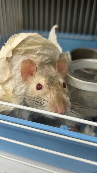 Rato Cinza Adorável para Adoção - Foto 3