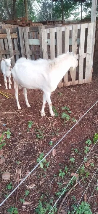 Reprodutor da raça sani - Foto 5