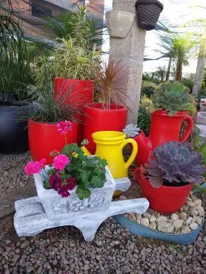 Plantas ornamentais Criciúma SC. - Foto 3