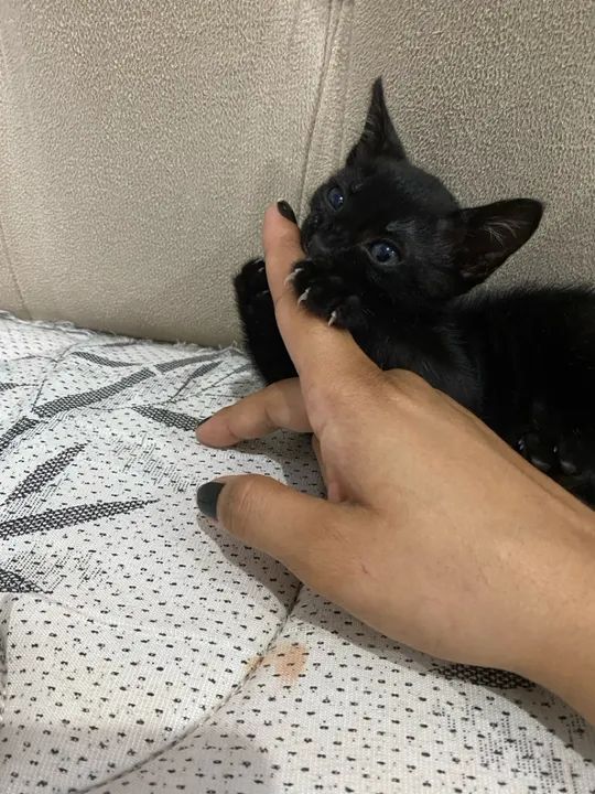 Adoção responsável, uma gatinha fofinha. Ajudarei na castração - Foto 5