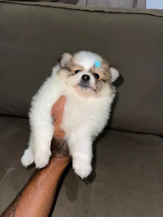 Spitz alemão anão  - Foto 3