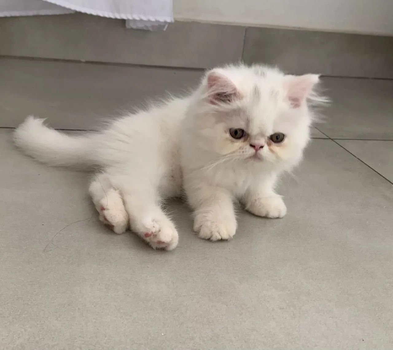 Persa Branco Neve  - Foto 4