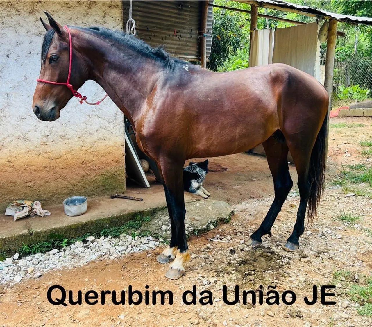 Égua Mangalarga Marchador 2 em 1 - Foto 2