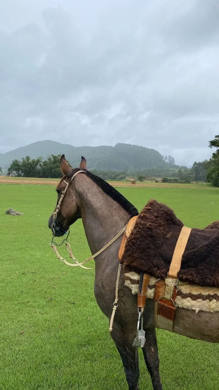 Égua crioula  - Foto 2