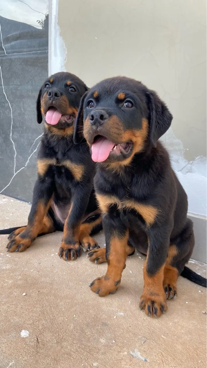 Filhote de Rottweiler Fêmea 