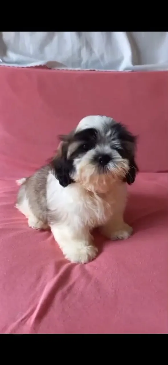 Filhote Shih Tzu Macho - Pelagem Exuberante!