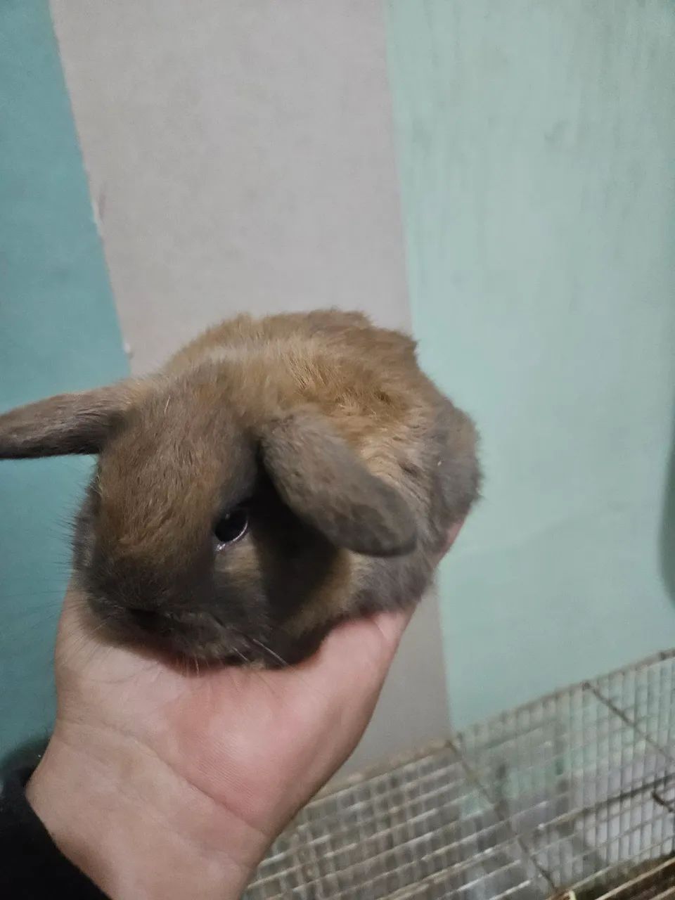 Coelhinho Mini Lop filhotes - Foto 2