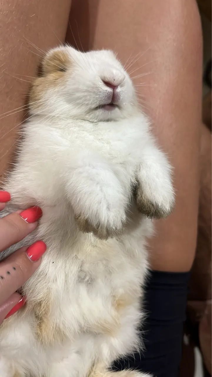 Coelhinho fofinho - Foto 2