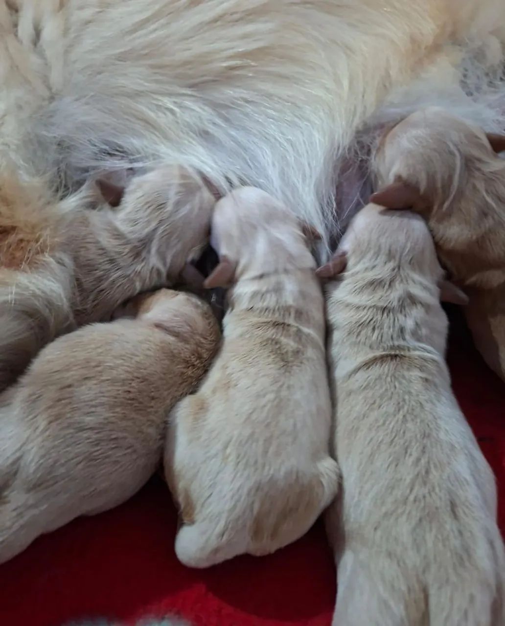 Filhotes Golden Retriever - Foto 4