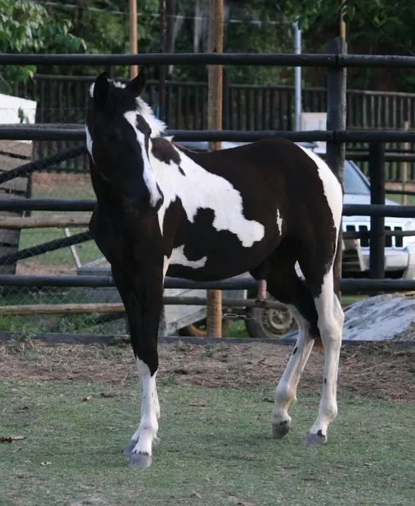 Cobertura Cavalo Pampa de Preto Homozigoto "Antares da Santa Esmeralda" - Foto 5