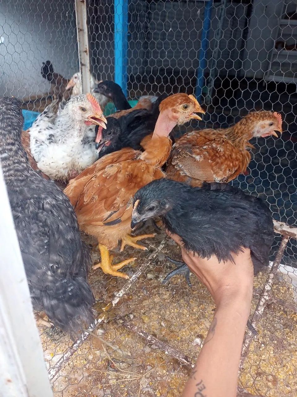 Frangos de raça pura - Galinhas e Galos - Foto 3