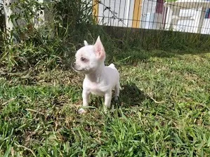 Chihuahua o menor cão do mundo!