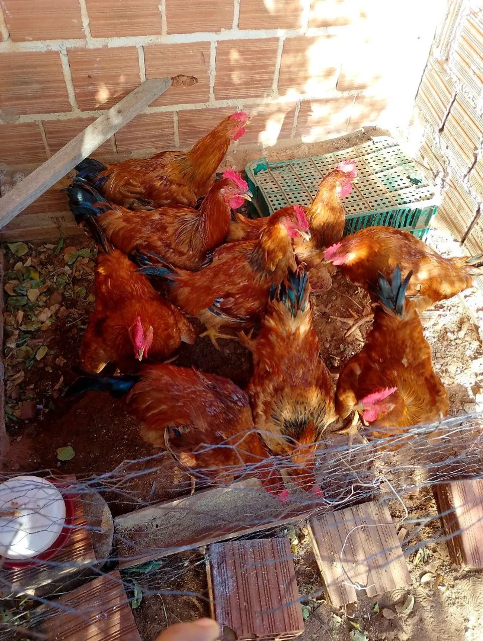 Galinhas caipiras