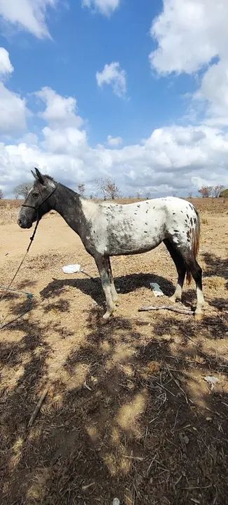 Potro marchador - Pelagem linda e dócil! - Foto 6